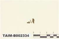 藏品(護蒴蘚屬)的圖片